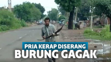 Gagak adalah hewan dengan tingkat kecerdasan yang cukup tinggi dan mampu mengingat wajah orang