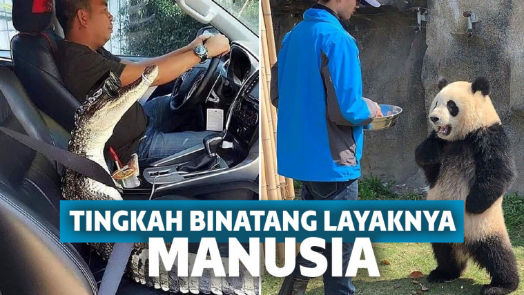 12 Foto Bukti Bahwa Binatang Hidup Seperti Manusia!