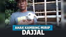Bogor Geger! Muncul Anak Kambing Bermata Satu Mirip Dajjal, Warga Merinding Melihatnya