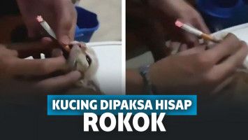 Viral! Sambil Tertawa, Sekelompok Pria Lakukan Aksi Kejam Paksa Kucing untuk Merokok