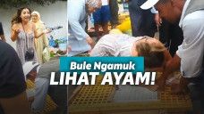 Turis menggila karena ayam