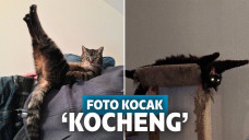 13 Bukti Manusia Gak Akan Bisa Paham Pikiran Kucing