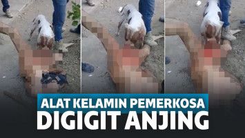 Ikut Main Hakim Sendiri, Seekor Anjing Gigit Alat Kelamin Pelaku Pemerkosa sampai Putus