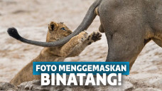 foto lucu binatang