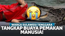 Warga Sulawesi Tenggara Tangkap Buaya Pemakan Manusia, Ada Beda Mengerikan di Perutnya!