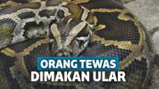 Tewas dimakan ular