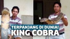 King Cobra temuan Made