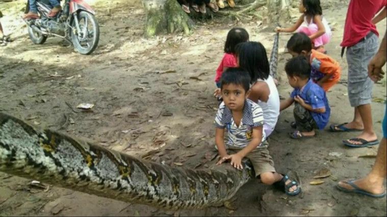 ular-piton-7-meter-anaconda