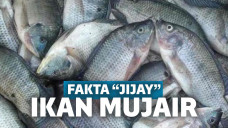 Ikan mujair