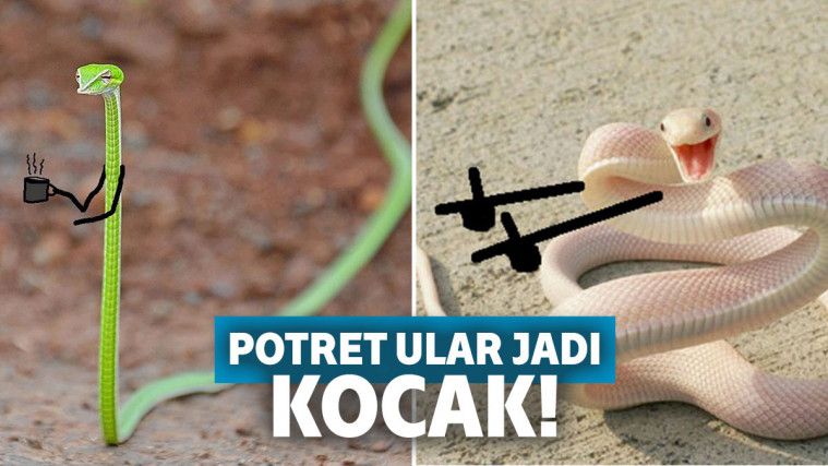 foto lucu ular