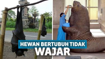 Hewan berukuran tak wajar