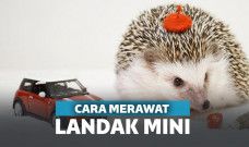 cara merawat landak mini