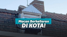 Macan kumbang di atap rumah