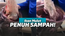 Mulut Ikan Yang penuh Dengan Sampah Plastik
