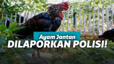 Ayam Maurice Yang Jadi Perdebatan Nasional