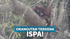 Miris! Kabut Asap Karhutla Tak Kunjung Reda, 37 Orangutan Terkena Ispa
