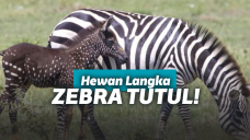 Zebra tutul