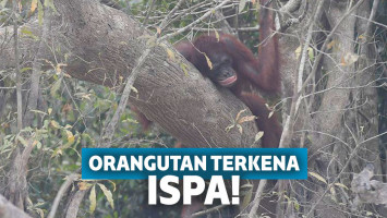 Miris! Kabut Asap Karhutla Tak Kunjung Reda, 37 Orangutan Terkena Ispa