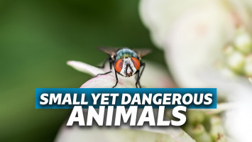 hewan kecil dan berbahaya