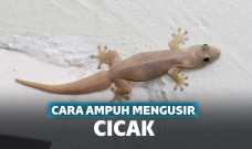 cara mengusir cicak tergampang