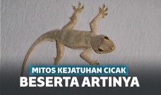 mitos kejatuhan cicak
