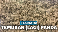 tes cari panda