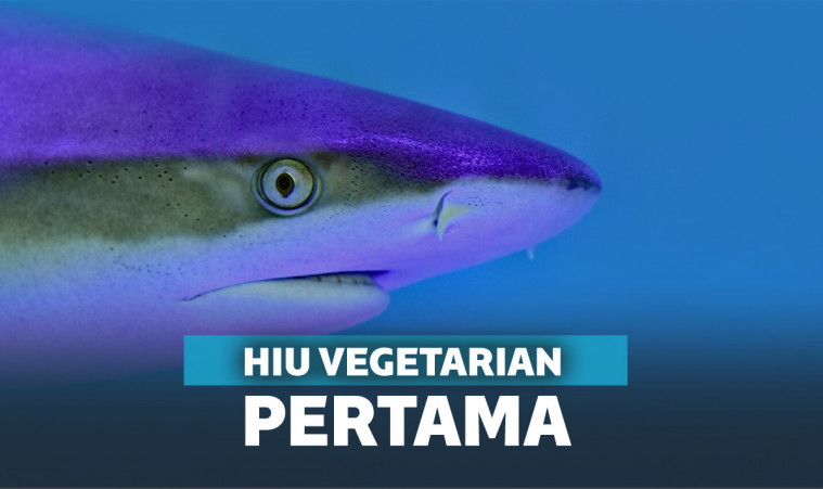 Hiu vegetarian pertama