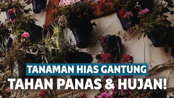 tanaman hias gantung
