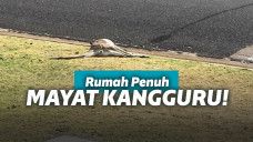 Penemuan mayat kanguru