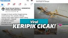 Cicak asin yang rasanya kayak udang