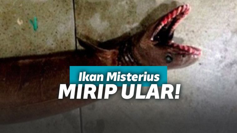 Hiu Zaman Purba