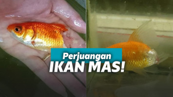 Ikan mas selamat meski tubuh tinggal separuh