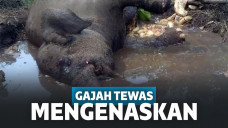 Gajah dita ditemukan mati