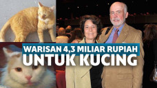 Kucing dapat warisan 4,3 miliar