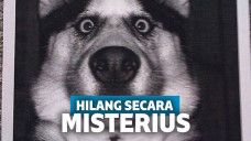 Misterius, Kasus Hilangnya Hewan-Hewan Ini Penuh Kecurigaan