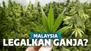 Tanaman ganja
