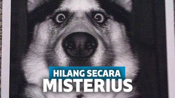 Misterius, Kasus Hilangnya Hewan-Hewan Ini Penuh Kecurigaan