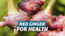 Manfaat Jahe Merah bagi Kesehatan