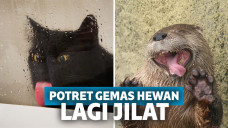 potret gemas binatang