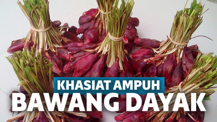 Khasiat Bawang Dayak Bagi Pria Dan Wanita