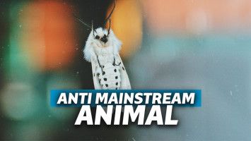 hewan anti mainstream
