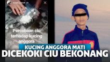Viral Pria Cekoki Kucing Dengan Miras Ciu Bekonang Hingga Tewas