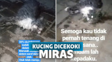 Kucing dicekoki miras hingga mati
