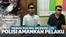 Kucing Dicekoki Ciu Sampai Mati, Polisi Periksa Pelaku dan Amankan Bangkai Kucing