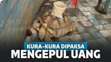 Sama seperti mangkok atau keranjang di tempat-tempat ibadah yang digunakan untuk menampung uang, kura-kura ini diharapkan dapat memancing dengan cara serupa.