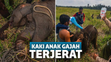 Anak gajah terkena jeratan