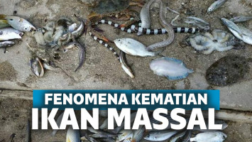 Biota laut mati di Ambon