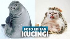 foto editan kucing