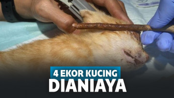 Keji! Penganiayaan Hewan Kembali Terjadi, Kini 4 Kucing di Pontianak Matanya Ditusuk Pakai Kayu