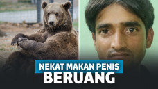 Dianggap Bisa Tingkatkan Gairah Seksual, Pria Ini Nekat Makan Penis Beruang